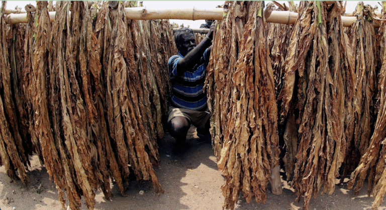 सिगरेट टैक्स बढ़ोतरी से किसान परेशान