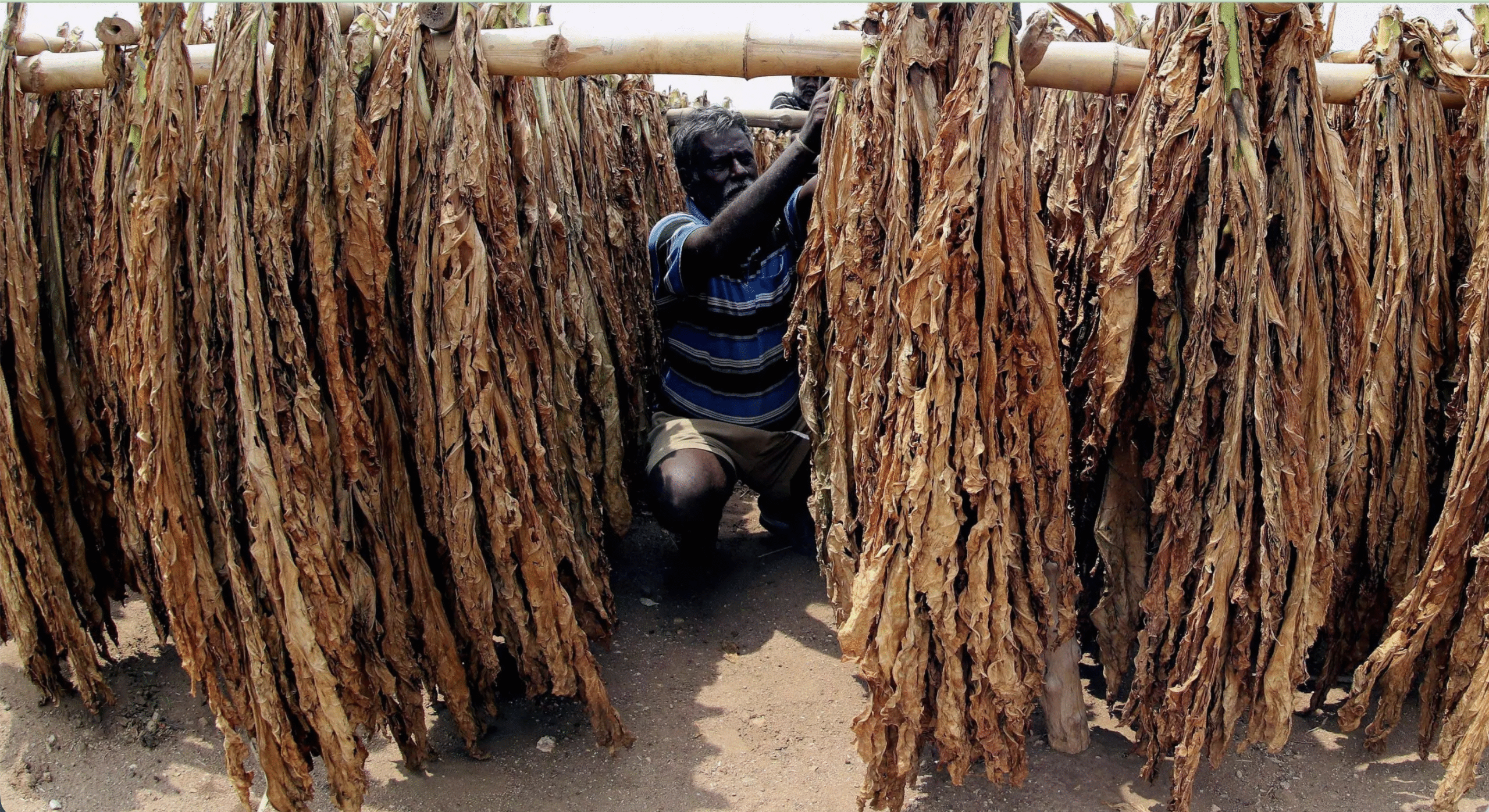 सिगरेट टैक्स बढ़ोतरी से किसान परेशान