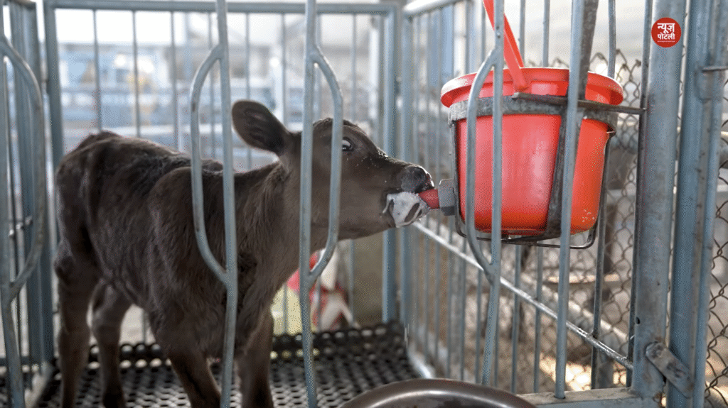 दूध उत्पादन में नंबर वन भारत