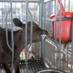 दूध उत्पादन में नंबर वन भारत