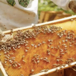 शहद से समृद्धि