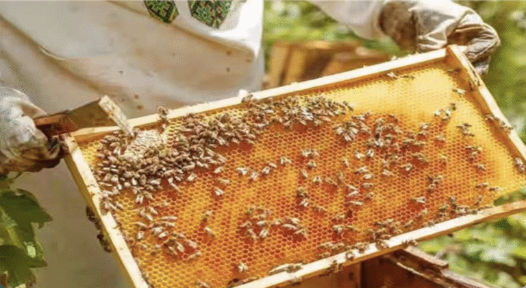 शहद से समृद्धि: बिहार में शहद उत्पादन में 177% की रिकॉर्ड बढ़ोतरी