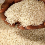 भारत बना दुनिया का सबसे बड़ा चावल उत्पादक