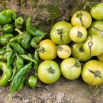 टमाटर के फल क्यों फट रहे हैं?