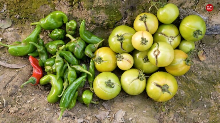 टमाटर के फल क्यों फट रहे हैं?