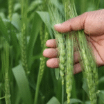 बेहतर उत्पादन के लिए कब करना चाहिए गेहूं में NPK स्प्रे