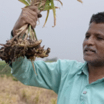 एक एकड़ से 14 लाख तक कमा