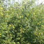 अरहर की खेती में छोटा बदलाव