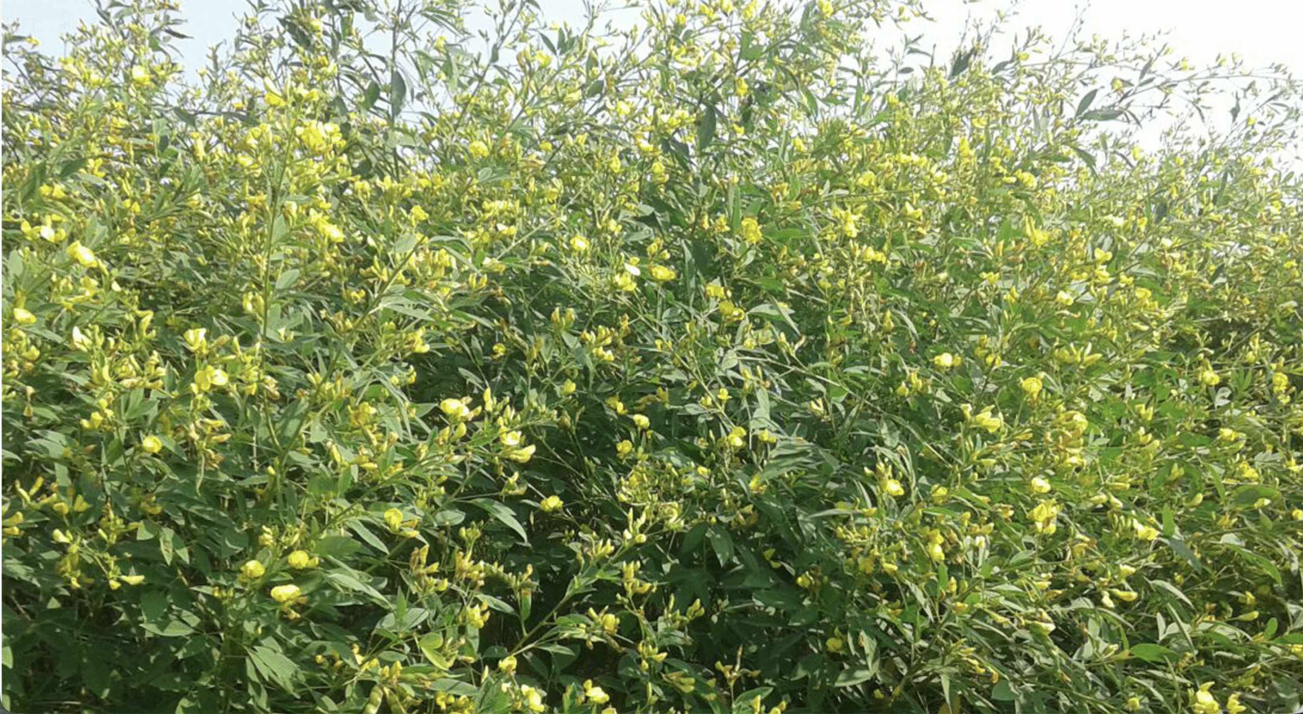 अरहर की खेती में छोटा बदलाव