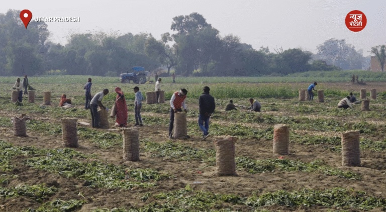 बंपर पैदावार, फिर भी यूपी के आलू किसान क्यों परेशान?