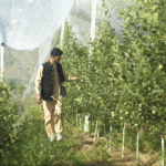 उत्तराखंड में सेब की अति सघन बागवानी पर ज़ोर