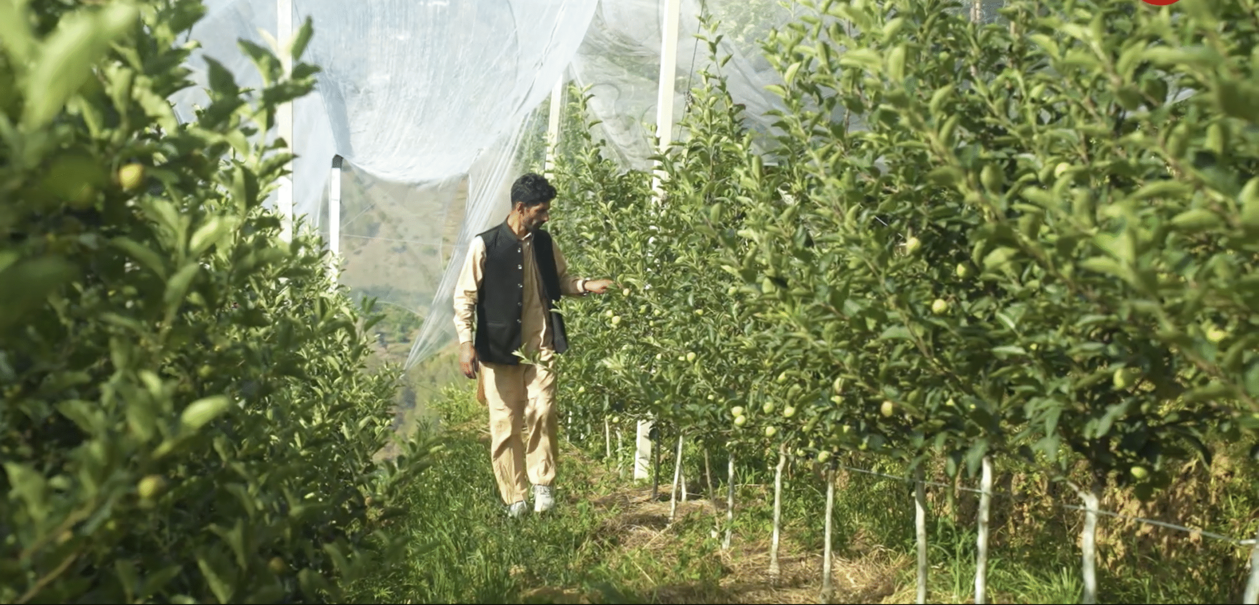 उत्तराखंड में सेब की अति सघन बागवानी पर ज़ोर