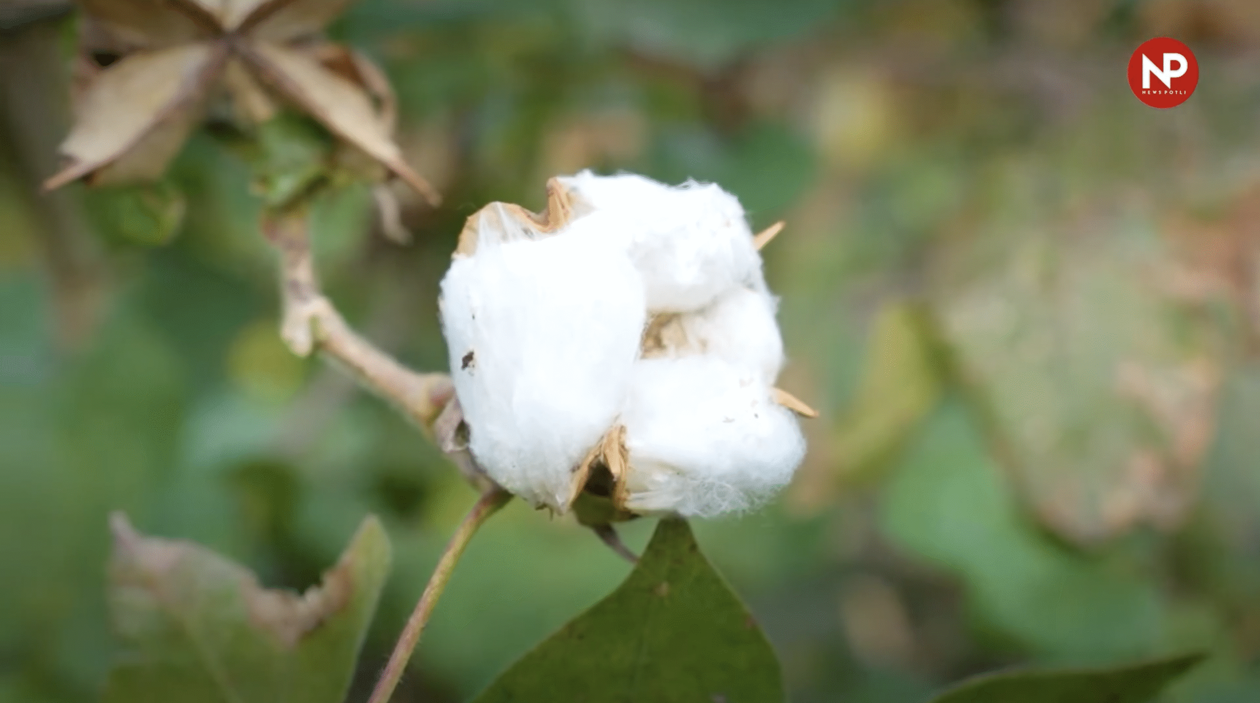 CCI 19 जनवरी से कपास बिक्री शुरू करेगा