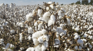 कपास उत्पादन अनुमान बढ़ा