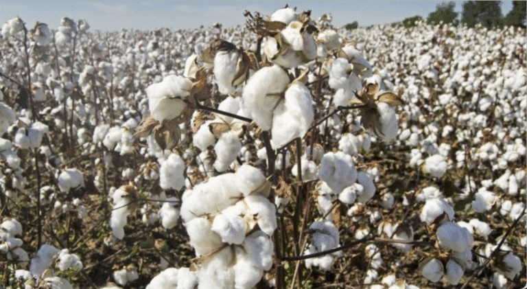 कपास उत्पादन अनुमान बढ़ा