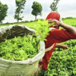 भारतीय चाय के भविष्य पर मंथन