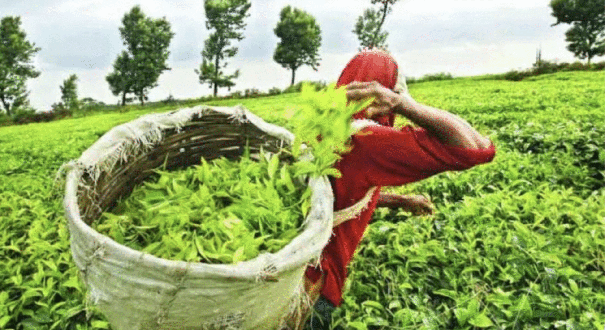 भारतीय चाय के भविष्य पर मंथन