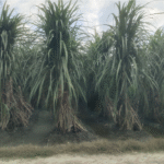 बिस्मिल