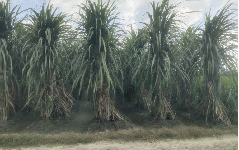 बिस्मिल