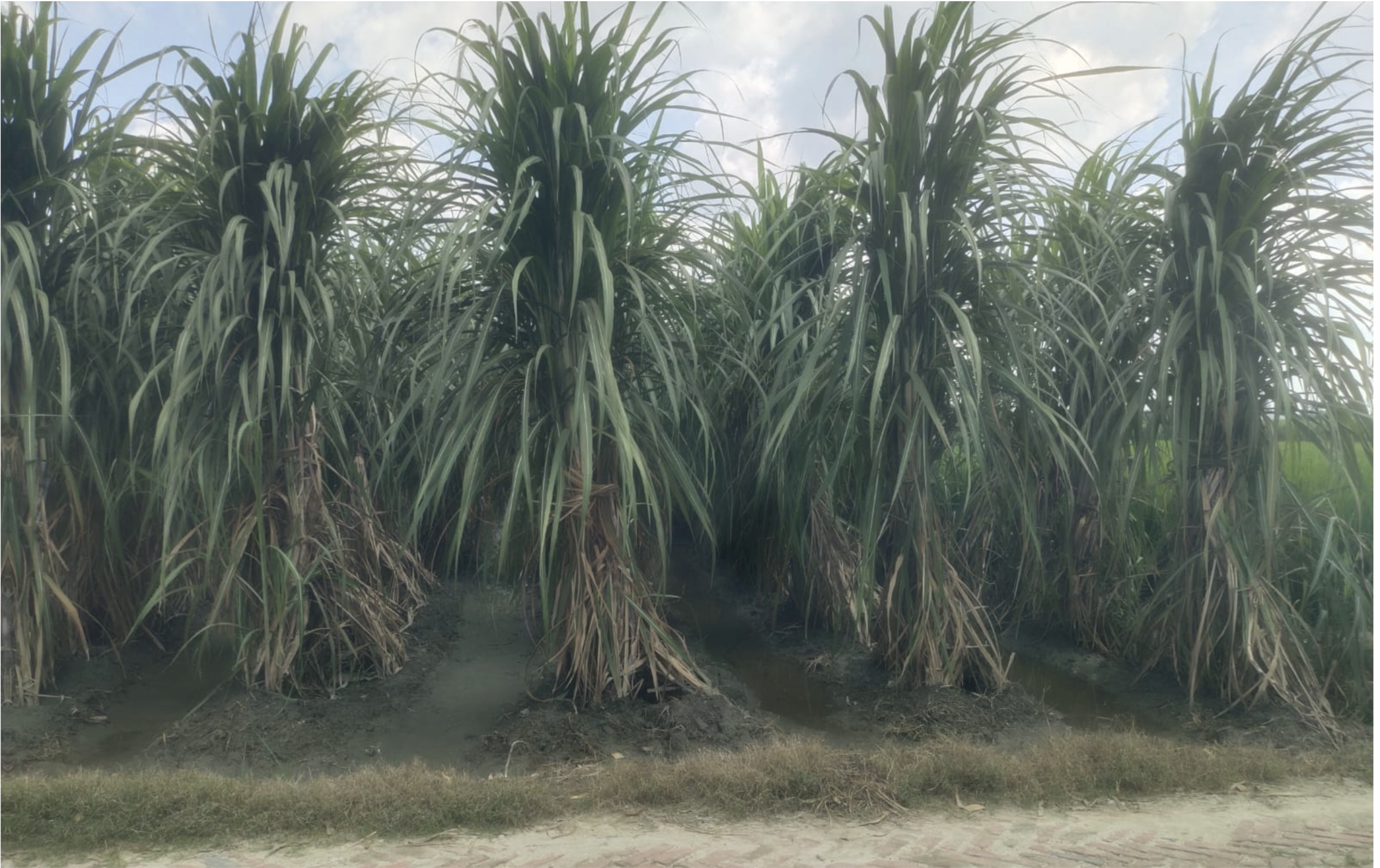 बिस्मिल