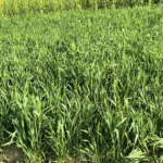 ICAR ने क्या कहा?