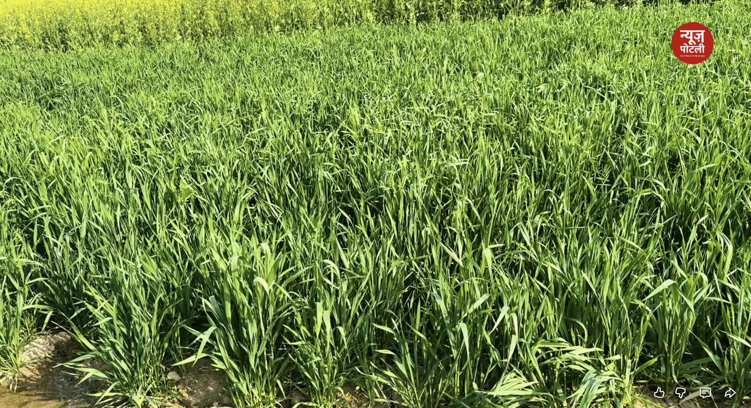 ICAR ने क्या कहा?