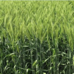 गेहूँ उत्पादन