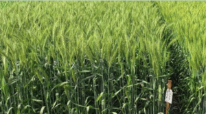 गेहूँ उत्पादन