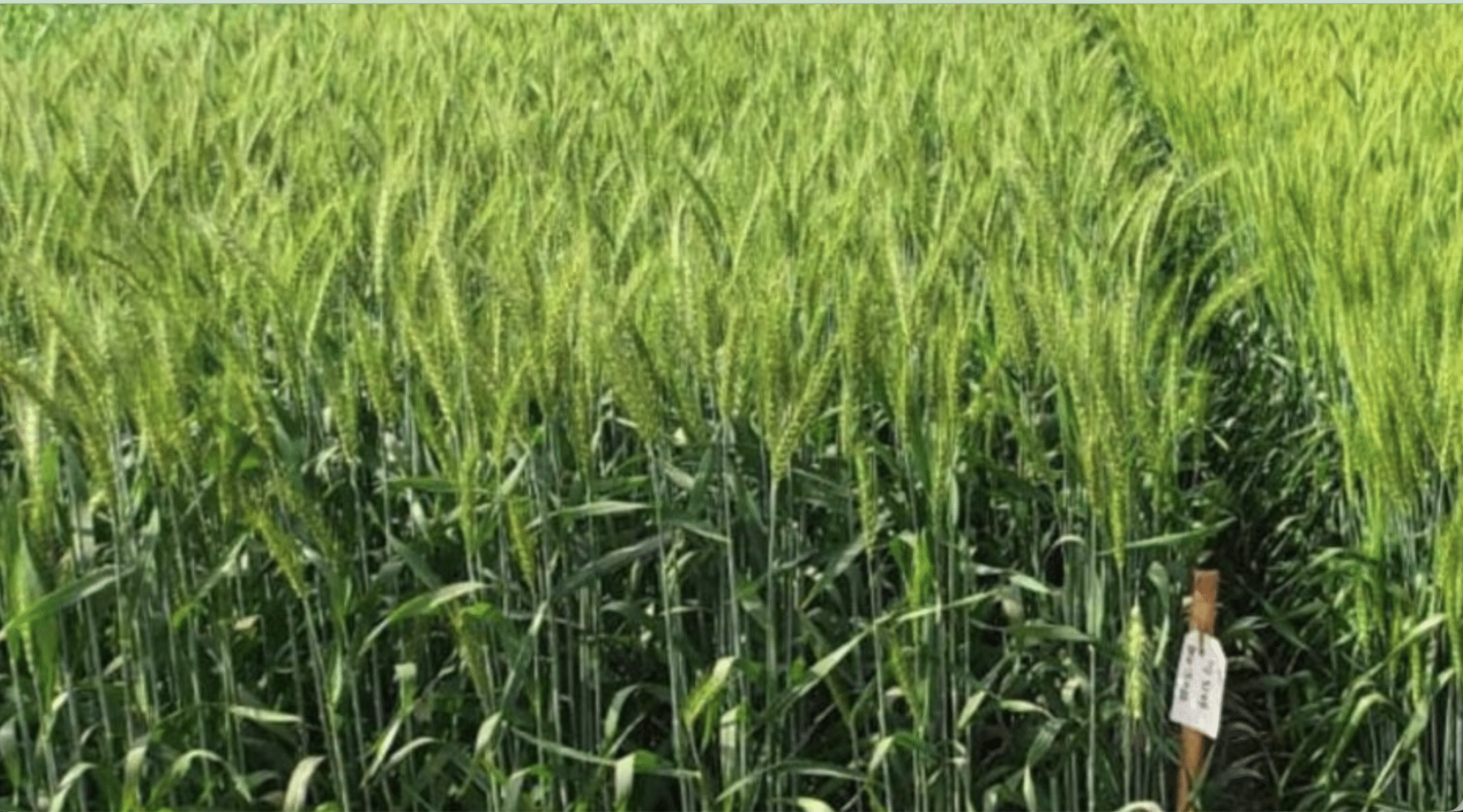 गेहूँ उत्पादन