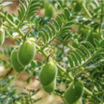 चना बुवाई बढ़ी