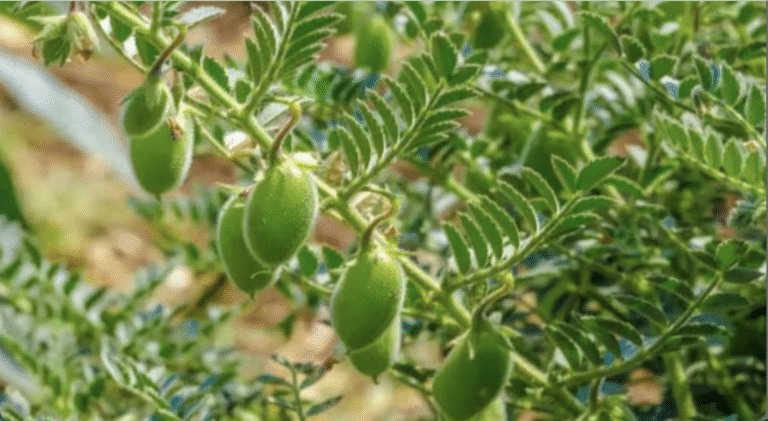 चना बुवाई बढ़ी, फिर भी बाजार में सख्ती क्यों?