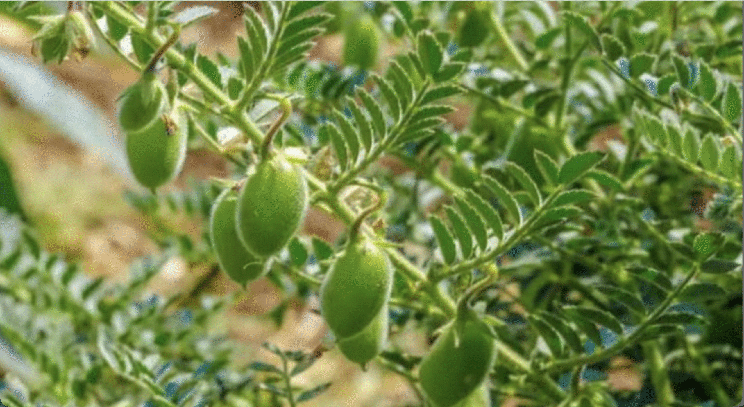 चना बुवाई बढ़ी