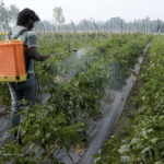 नकली और जहरीले कीटनाशकों पर सरकार का कड़ा वार