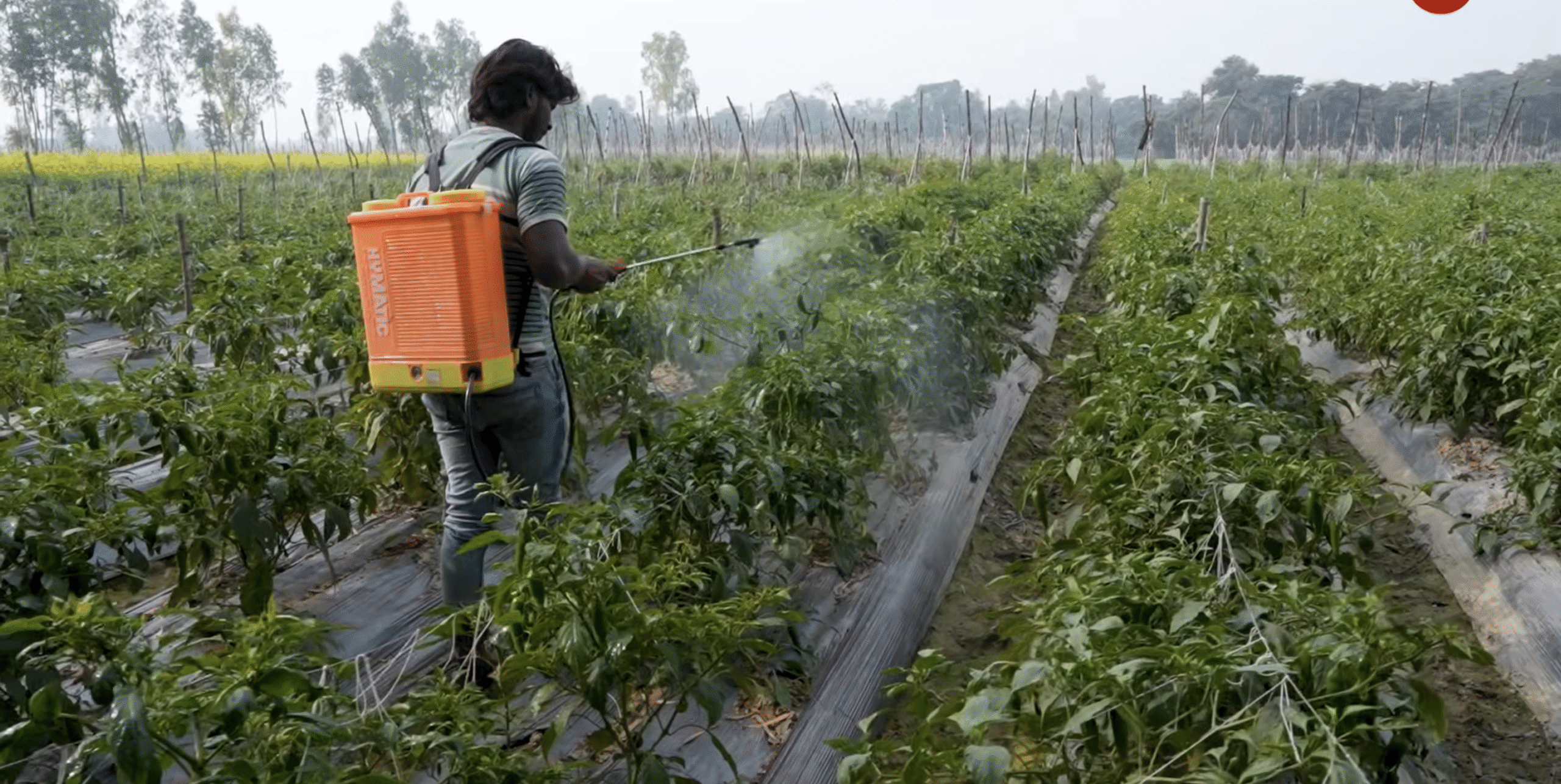 नकली और जहरीले कीटनाशकों पर सरकार का कड़ा वार