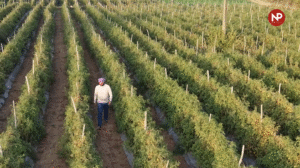 10 साल में 26% बढ़ी बागवानी,