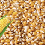 कर्नाटक में MIS योजना को मंजूरी