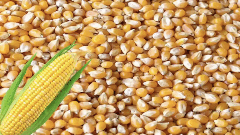 कर्नाटक में MIS योजना को मंजूरी