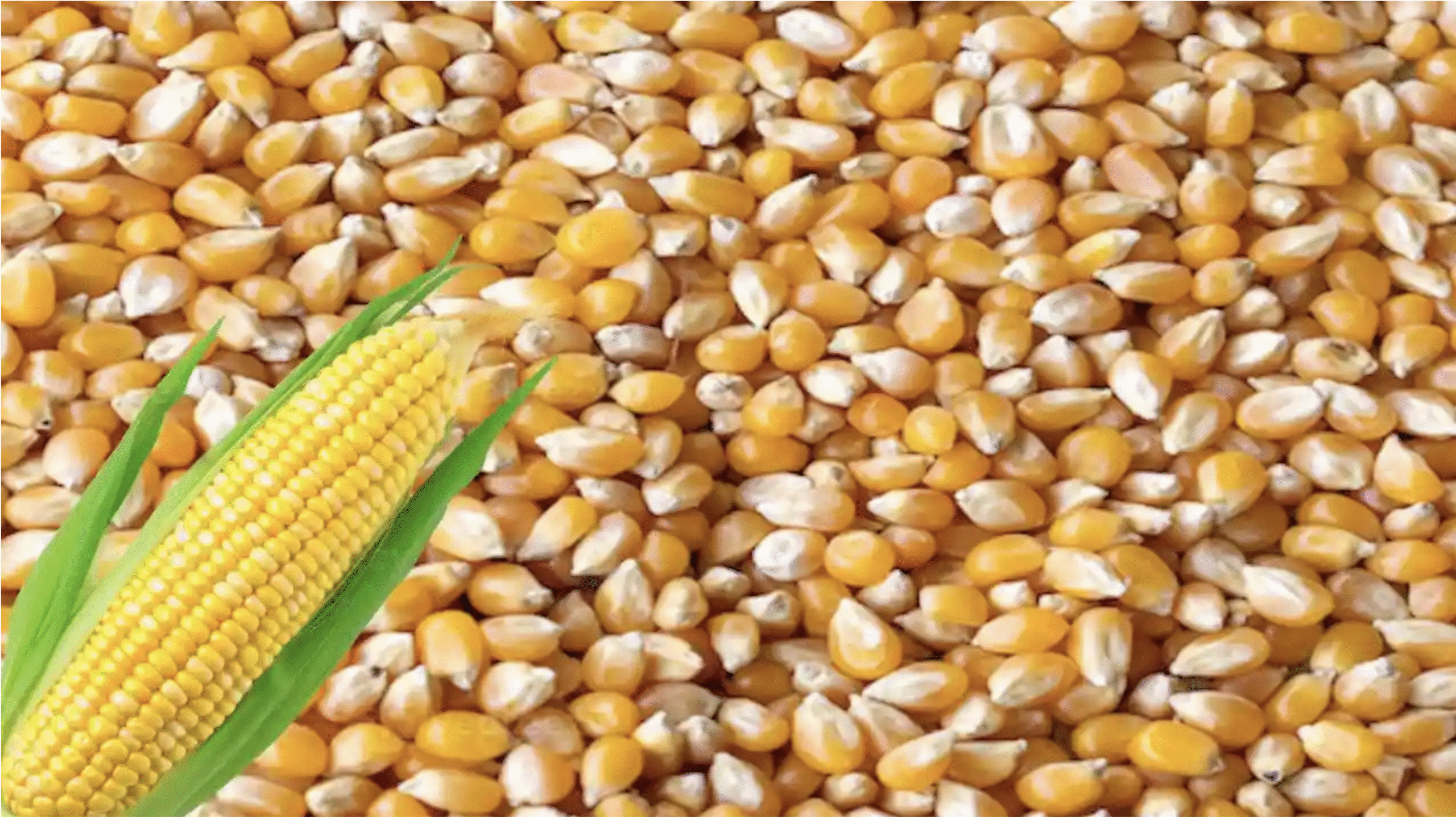 कर्नाटक में MIS योजना को मंजूरी