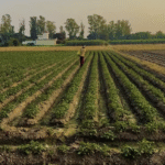 हाईकोर्ट