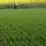 2 जनवरी तक कुल बुवाई क्षेत्र 634.14 लाख हेक्टेयर