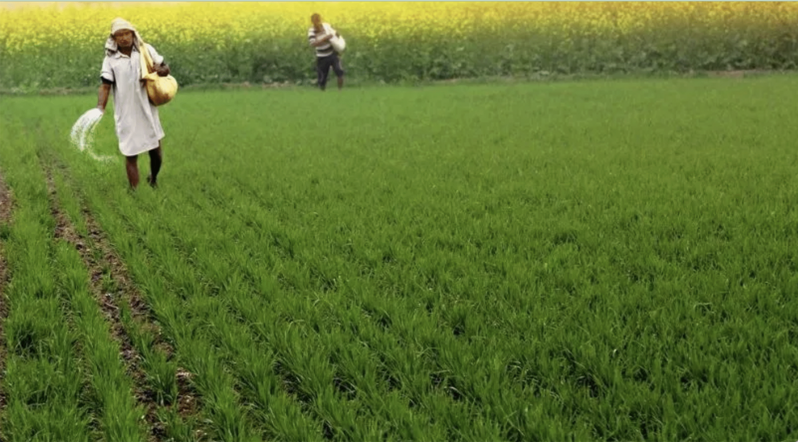 2 जनवरी तक कुल बुवाई क्षेत्र 634.14 लाख हेक्टेयर