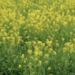 देश में रबी फसलों का कुल रकबा 2.8% बढ़ा