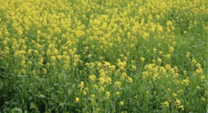 देश में रबी फसलों का कुल रकबा 2.8% बढ़ा