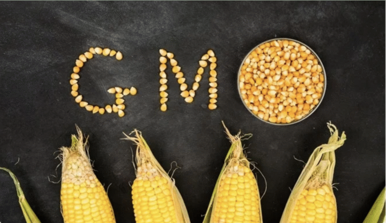 भारत-अमेरिका डील के बाद GM फसलों पर क्यों बढ़ी बहस?