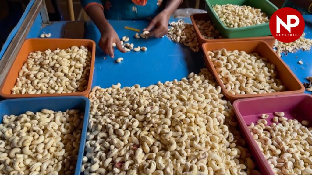 प्रीमियम सेगमेंट में बढ़ेगा भारतीय काजू