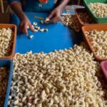 प्रीमियम सेगमेंट में बढ़ेगा भारतीय काजू