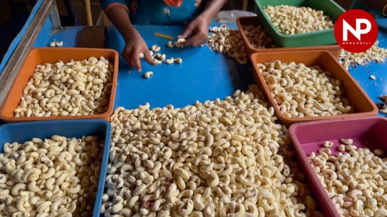 APEDA की पहल: प्रीमियम सेगमेंट में बढ़ेगा भारतीय काजू