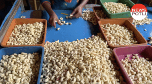 प्रीमियम सेगमेंट में बढ़ेगा भारतीय काजू