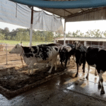 बजट 2026-27 में पशुपालकों पर खास फोकस