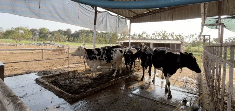 बजट 2026-27 में पशुपालकों पर खास फोकस